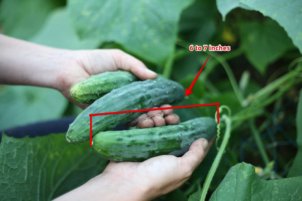 Harvest Slicing cucumbers that are 6 to 7 inches long