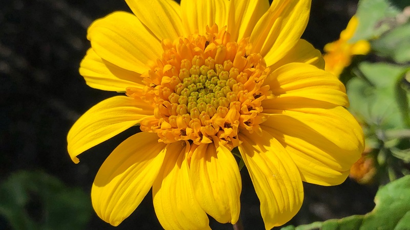 Helianthus Capenoch Star.