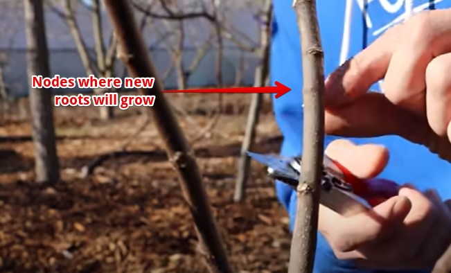 How to cut fig tree cuttings