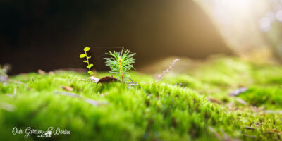 How To Grow A Moss Lawn And Save On Lawn Maintenance Costs