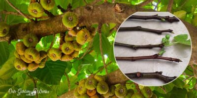Easy Fig Propagation: How To Grow Figs From Cuttings