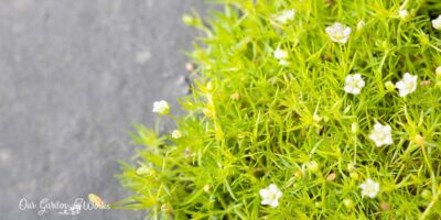 Irish Moss Care Tips & How To Use It As Grass Alternative