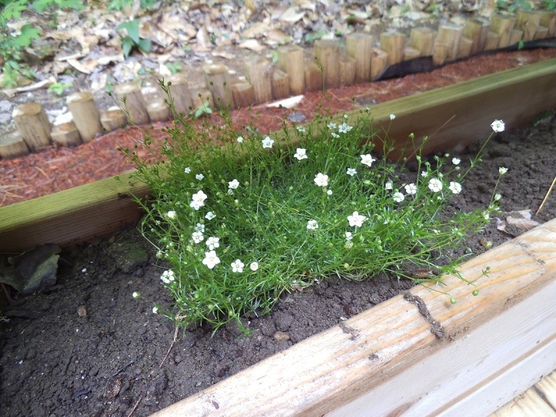 Irish moss on the edges of the pavers.