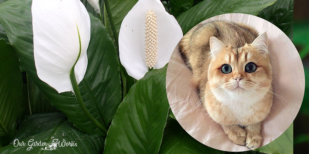 Is Peace Lily Toxic To Cats