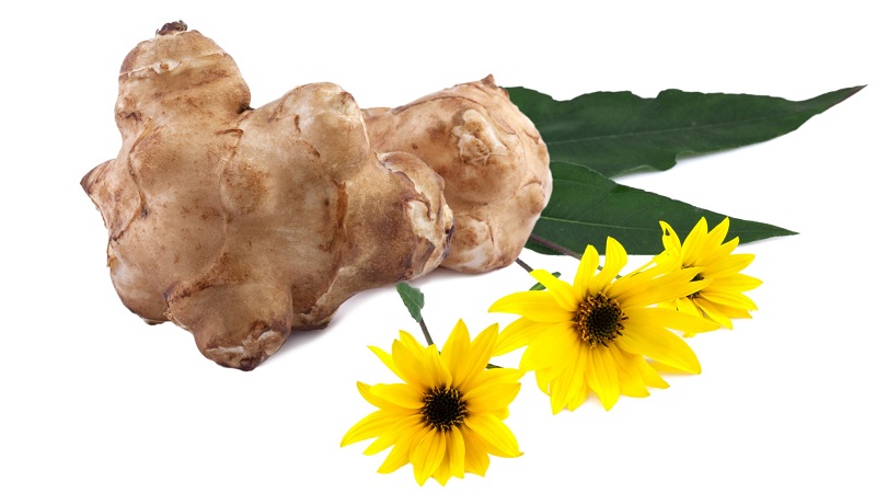 Jerusalem artichoke (Helianthus tuberosus)
