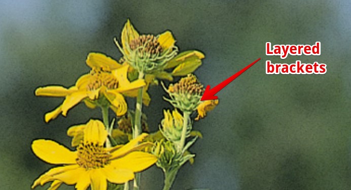  Layered brackets of Maximilian sunflowers.