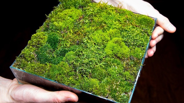 Live moss tray.