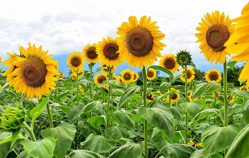  Mammoth sunflowers