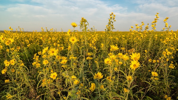 Maximilian flowers - Perennial sunflowers
