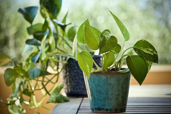 Money Plant, Devil’s Ivy, or Devil’s Vine