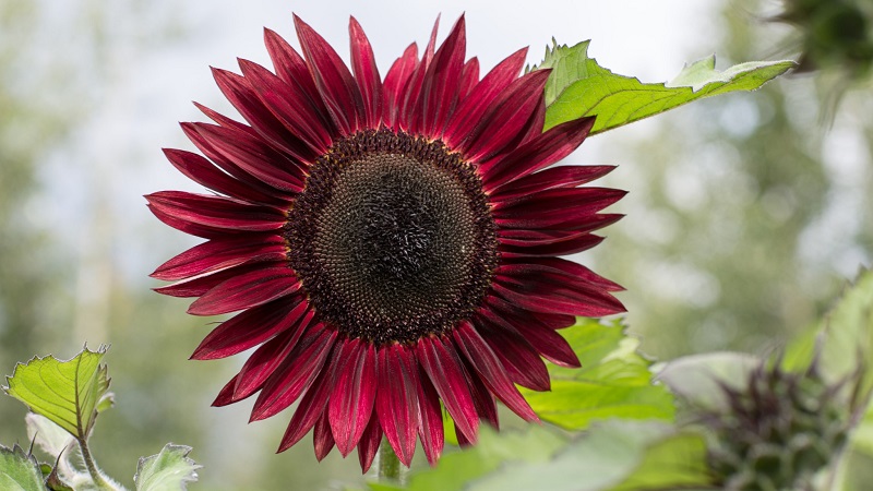 Moulin Rouge sunflower