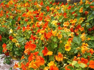 Nasturtiums.