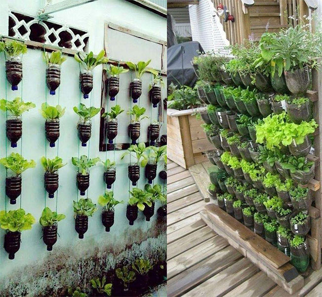 Old water and soda bottles turned into hanging planters for urban vegetable gardening.