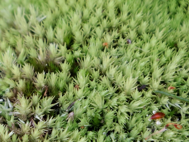 Pincushion moss