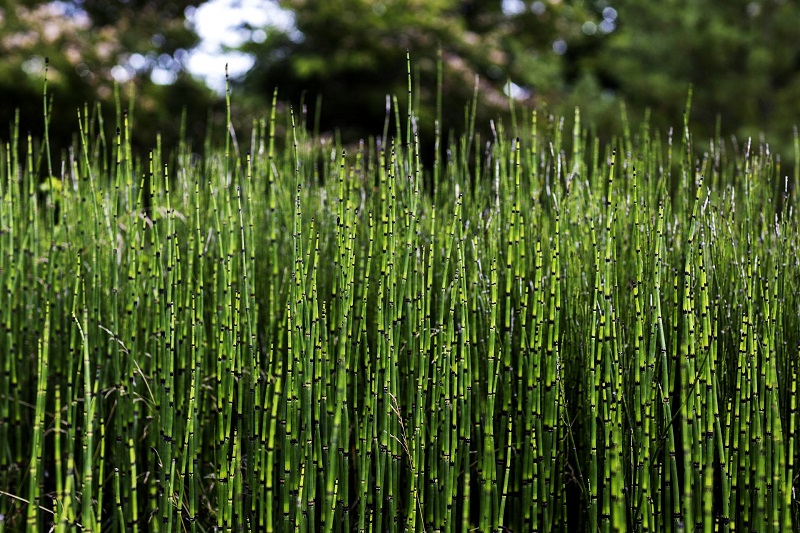 Rough Horsetails