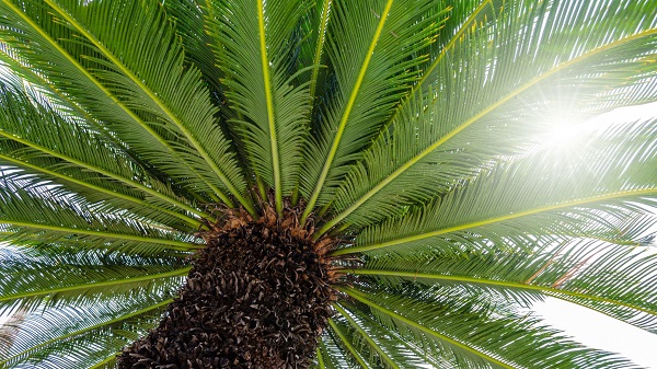 Sago palm