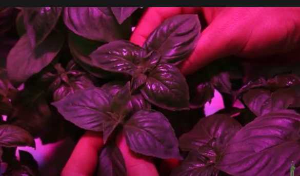 Shinier leaves are grown under UV-B and the matte leaves are grown under grow lights without UV lights. 

