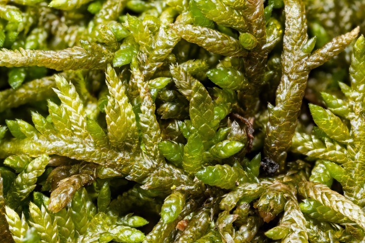 Shiny sexy moss