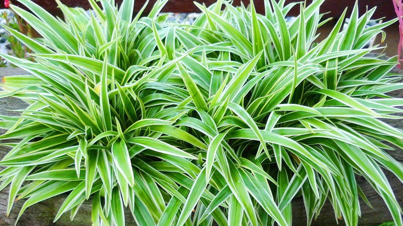 Spider plant