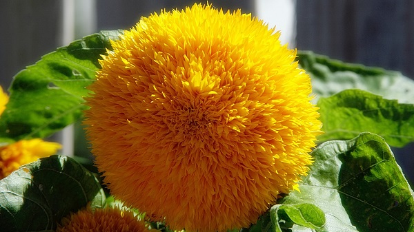 Teddy Bear sunflower
