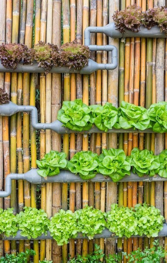 Tubes and drain pipes used as fence vegetable planters. 