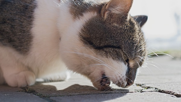 Vomiting cat after peace lily leaf ingestion