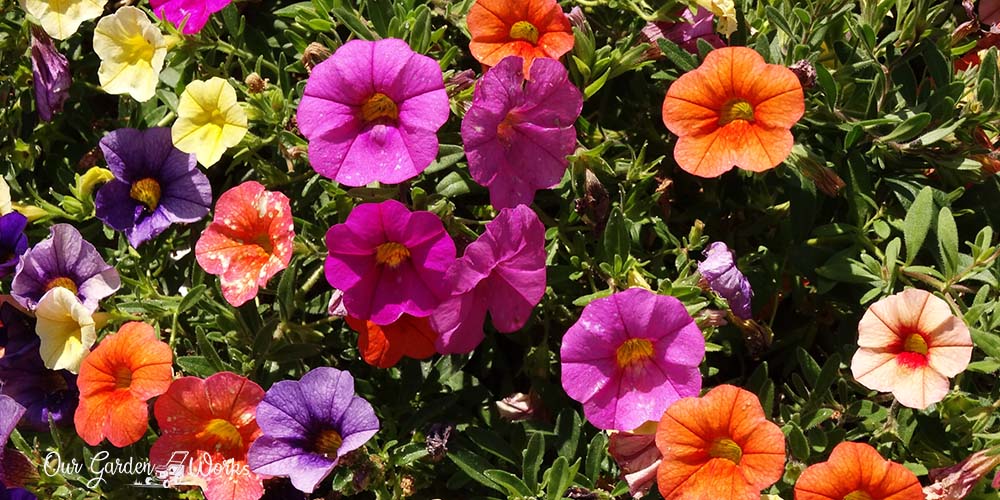 What is the best fertilizer for petunias