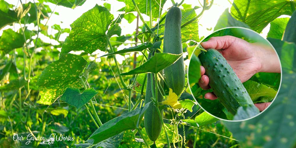 when to pick cucumbers from garden