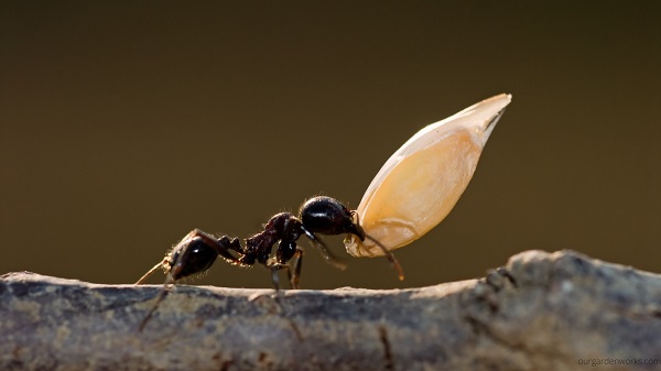 An ant carrying a seed from foraging to the nest. 