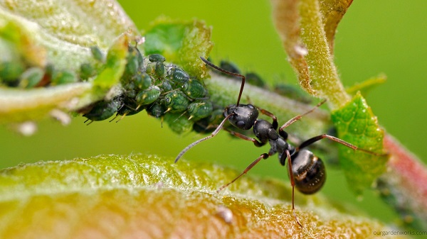 Ant feeding on the honeydew produced by aphids. 