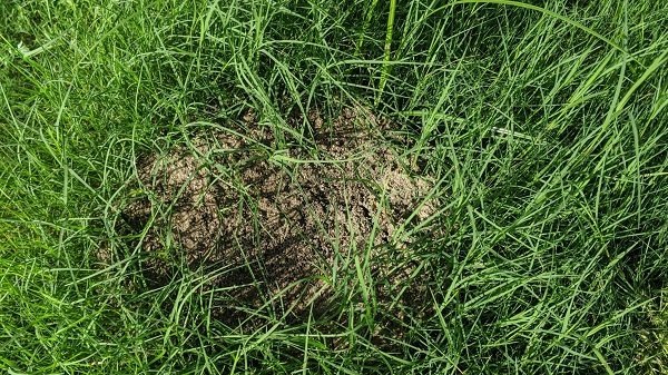 Ant mound in the middle of a lawn. 