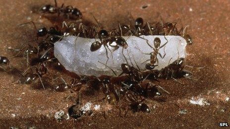 Ants feeding on a cocoon