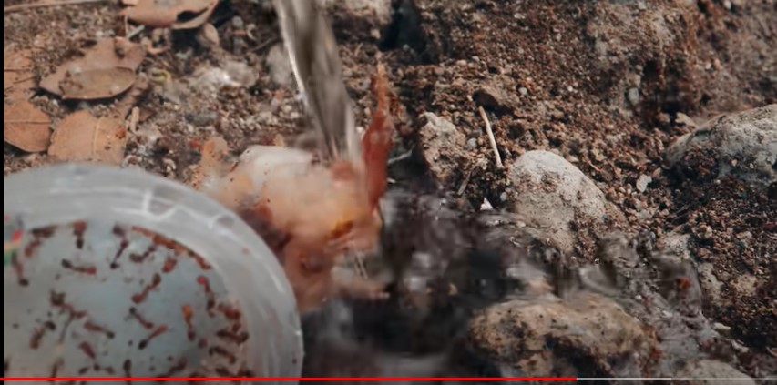 Boiling water being poured on a fire ant nest.
