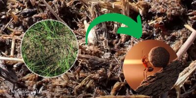 Tiny Thieves: Do Ants Eat Grass Seeds & How Do They Affect The Lawn?