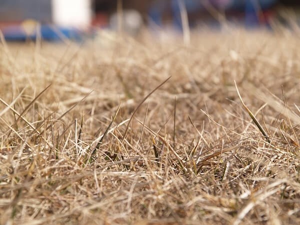 Dry lawn