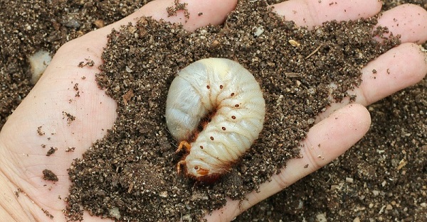 Lawn white grubs.