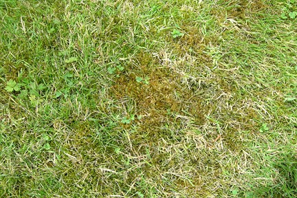 Moss on lawns