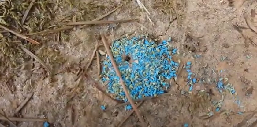 Pile of Bermuda grass seeds at the entrance of a tunnel