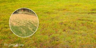 Top 5 Causes of Yellow Spots In Grass (+ How To Fix Them)