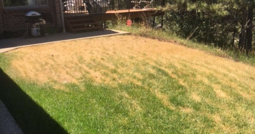 Yellow grass due to drought stress