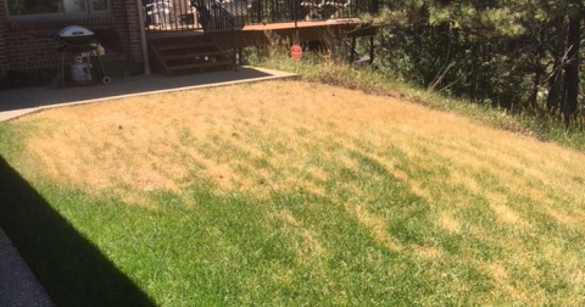 Top 5 Causes of Yellow Spots In Grass (+ How To Fix Them)