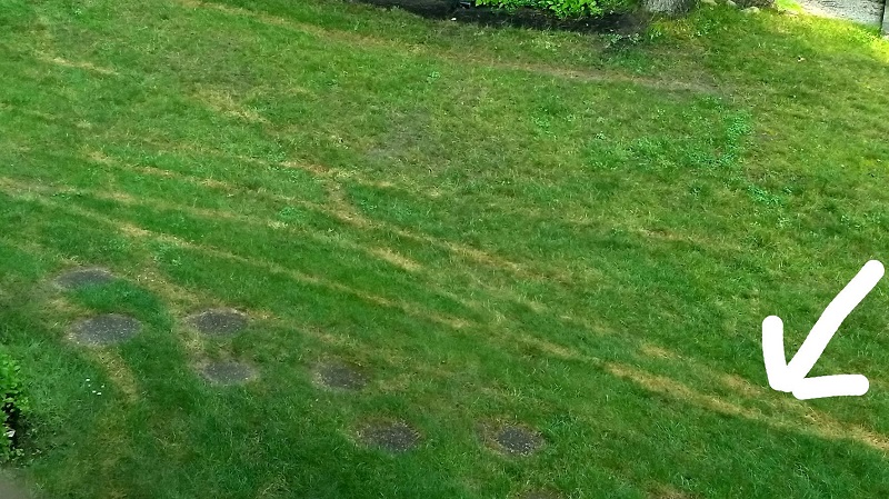 Yellow streaks caused by fertilizer burn