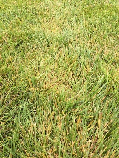 Yellowing grass due to nutrient deficiency