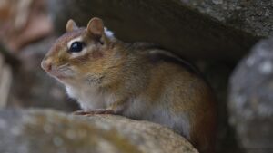 How To Keep Chipmunks Out Of Potted Plants In 10 Ways?