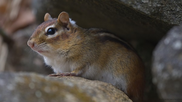 A chipmunk hiding at the entrance of its burrow