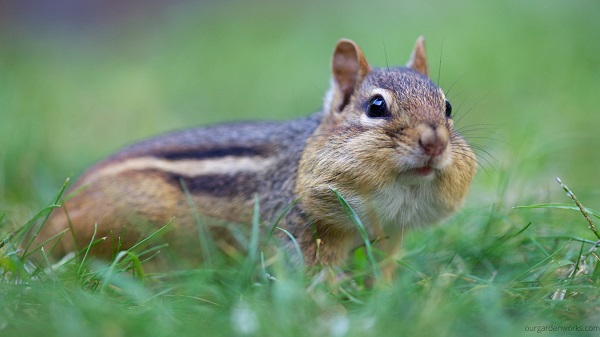 A chipmunk spying on a lawn