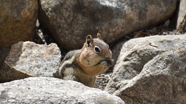  A chipmunk with cheeks filled with food