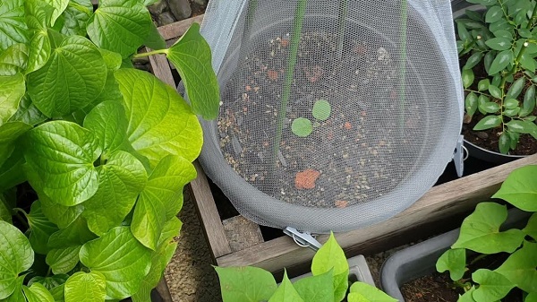 A row cover protecting seedling in a pot. 