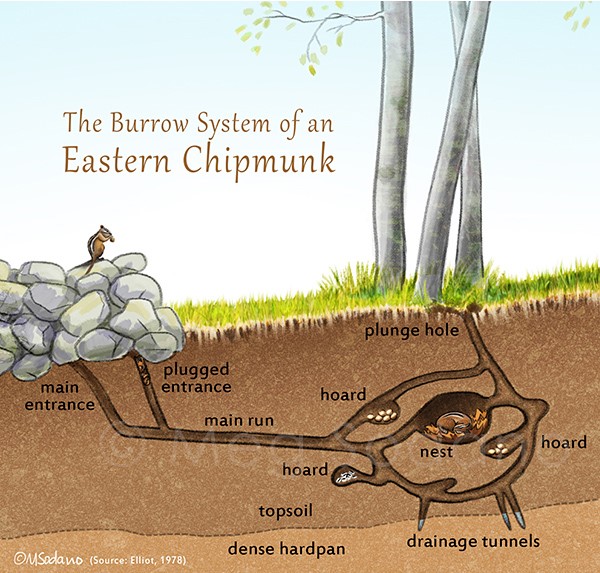 Burrowing system of chipmunks.
