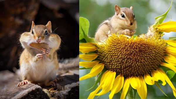 Chipmunks munching on nuts